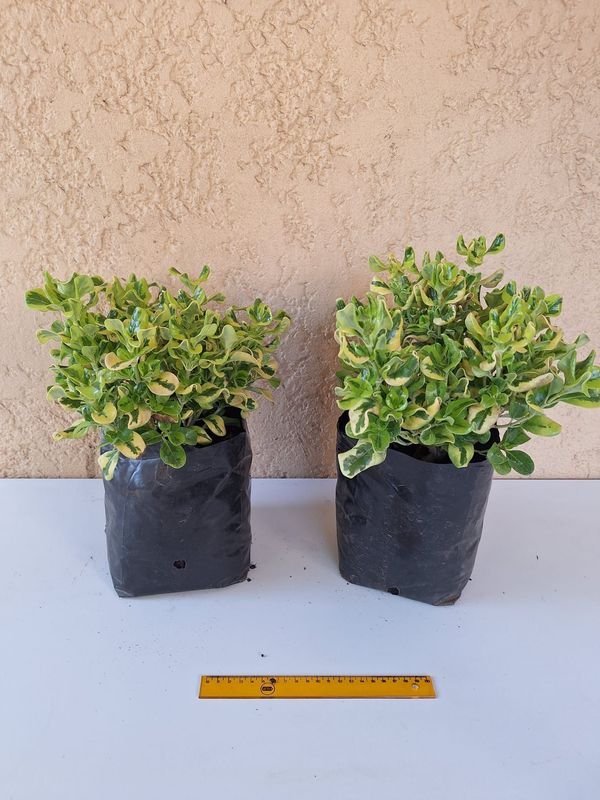 Item 870600 - Image 3