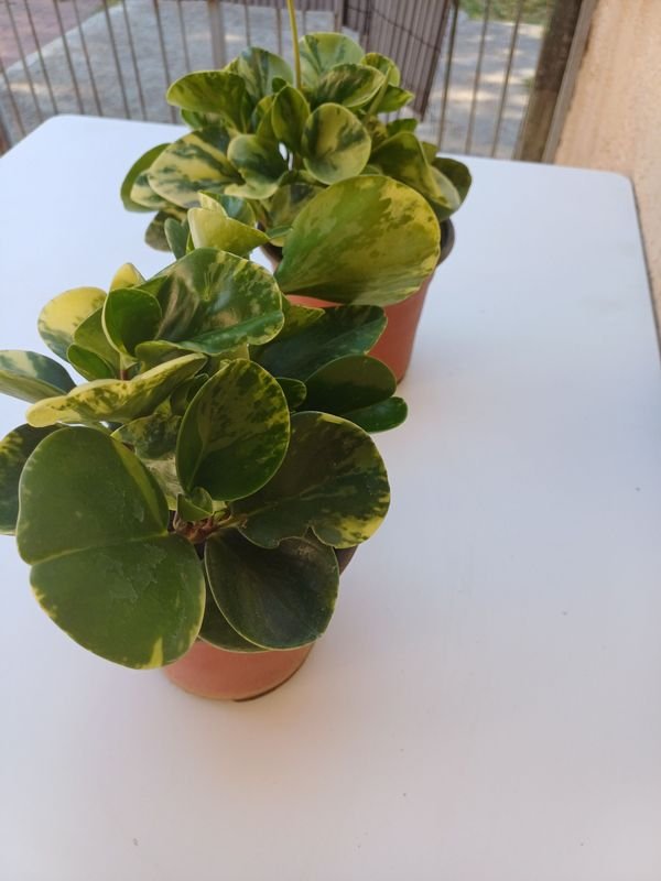 Peperomia en macetas - imagen 4