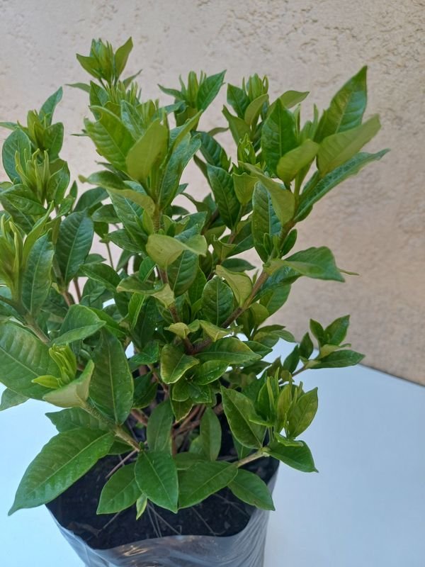 Planta en maceta, detalles de jardinería - imagen 2