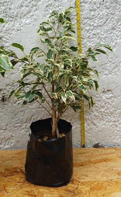 Planta de Ficus de 60cm de alto - imagen 3