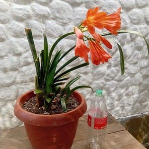 Clivia Naranja en Flor con Maceta de 2 Litros - imagen 2