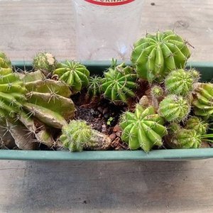 Cactus Erizo de Mar o Lirio de Pascua para Propagar - imagen 3