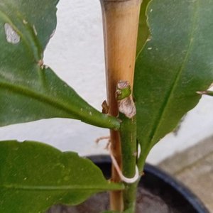 Planta "Ilusión de Novia" con Floración Nocturna en Maceta Negra - imagen 8