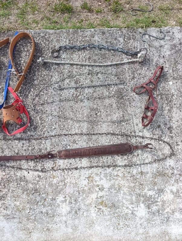 Collares y Cadenas para Perros - imagen 3