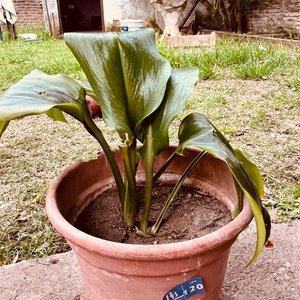 Planta Aspidistra en Maceta - imagen 3