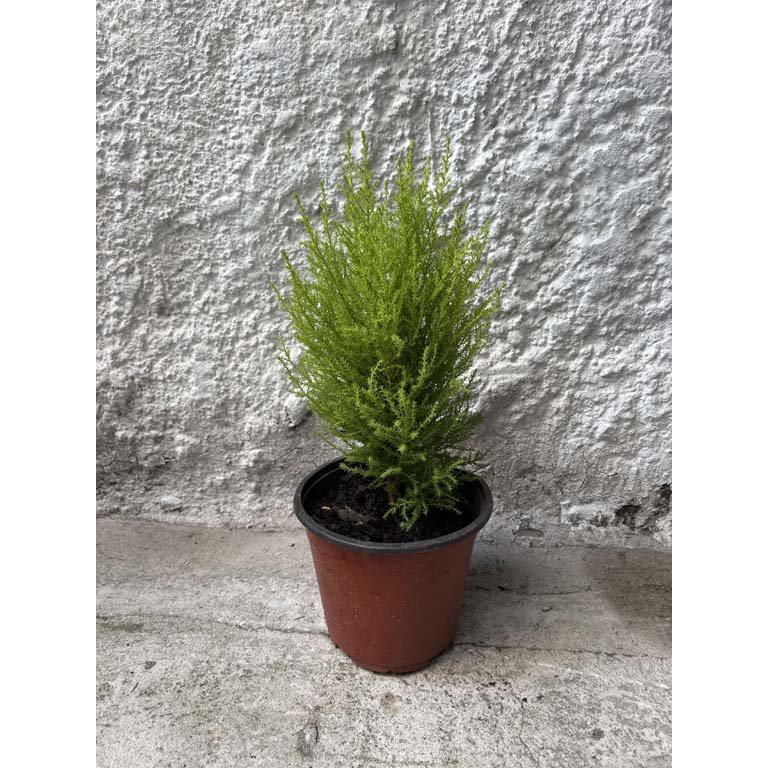 Item 2113594 - Image 0