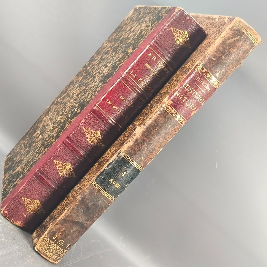 Libro antiguo de historia natural con encuadernación en cuero - imagen 3