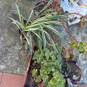 Lote siguiente: Lote de Plantas Variadas en Macetas