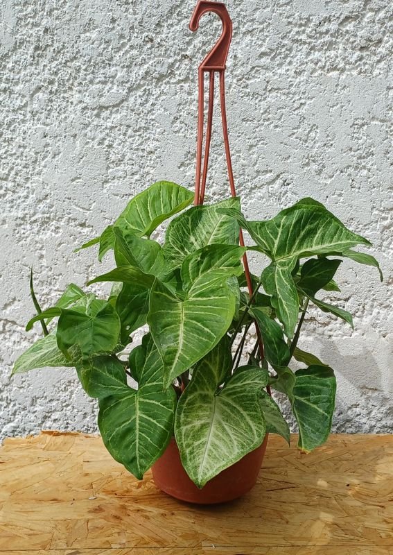 Item 929868 - Image 2