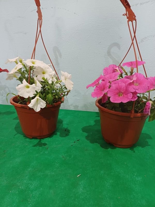 Item 848678 - Image 1