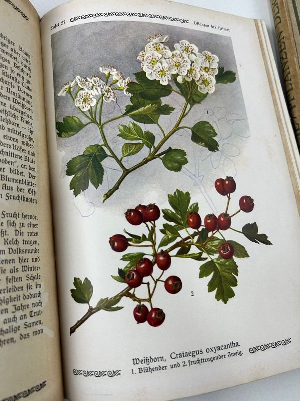 Libros de Botánica: Curso General Aplicado y Flora de la Patria - imagen 9