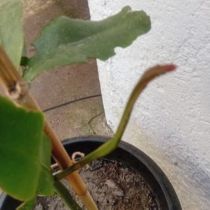Planta "Ilusión de Novia" con Floración Nocturna en Maceta Negra - imagen 7