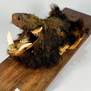 Cabeza de Jabalí Disecada sobre Tabla Rústica - imagen 2