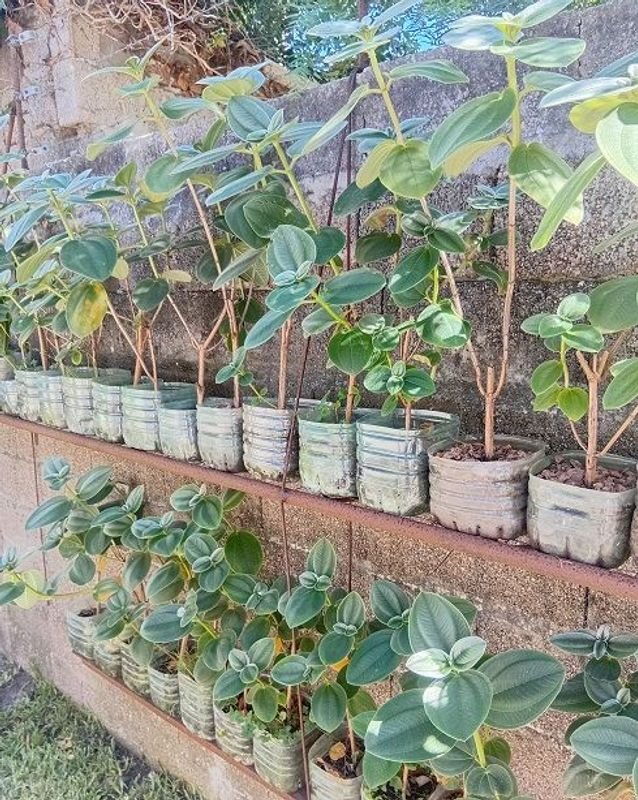 Tibouchina Heteromalla - Plantas en Pots - imagen 2