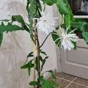 Planta Epiphyllum "Ilusión de Novia" en Maceta con Botella de 2 Litros - imagen 9