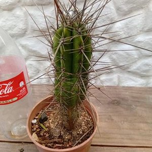 Cactus Aguja de Coser (Stetsonia coryne) en Maceta - imagen 6