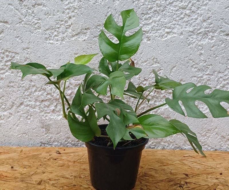 Item 929857 - Image 0