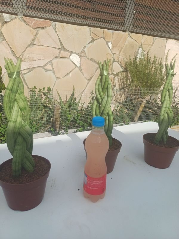 Item 929908 - Image 5