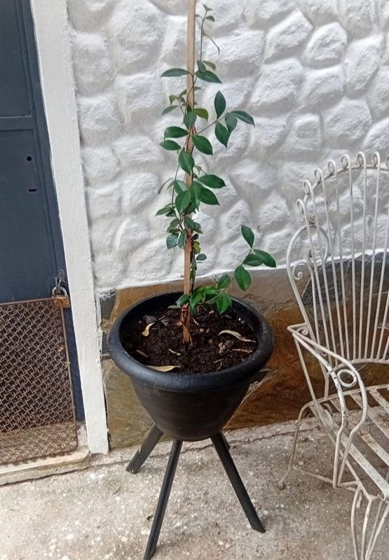 Jazmín de Leche (Trachelospermum Jasminoides) - Planta en Maceta - imagen 4