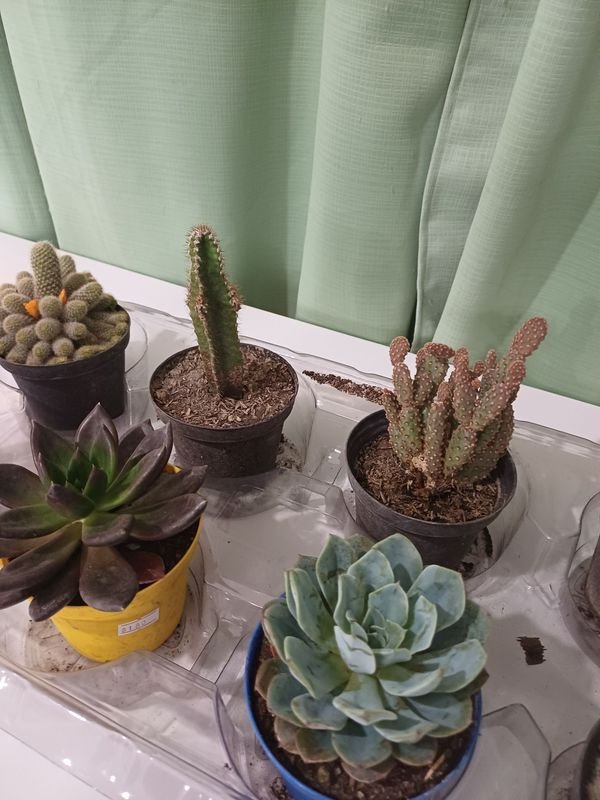 Item 848682 - Image 3