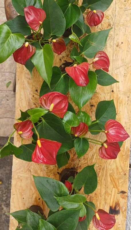 Planta de Anthurio en Macetas de Plástico y Cerámica - imagen 2