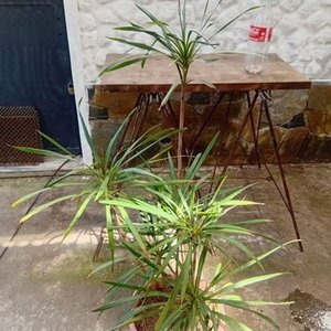 Drácena en Maceta de 2 Litros - imagen 5