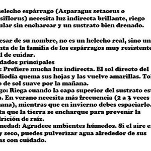 Helecho Espárrago en Maceta Naranja con Envase de 2 Litros - imagen 2