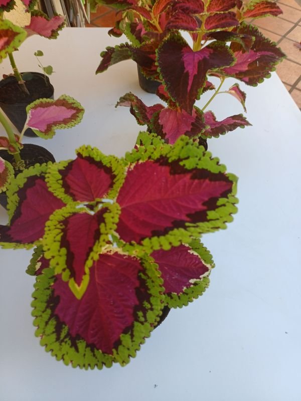 Planta en macetas de diferentes tonos de color - imagen 6