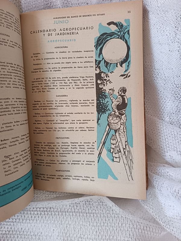 Almanaque Banco de Seguros del Estado 1975-1976 - Edición de Colección - imagen 7