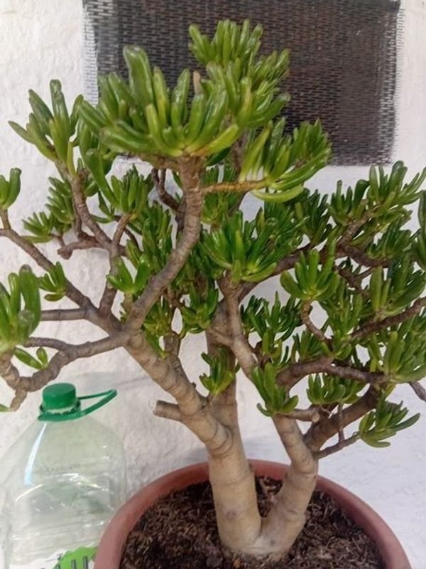 Crassula Ovata Gollum en venta - imagen 2