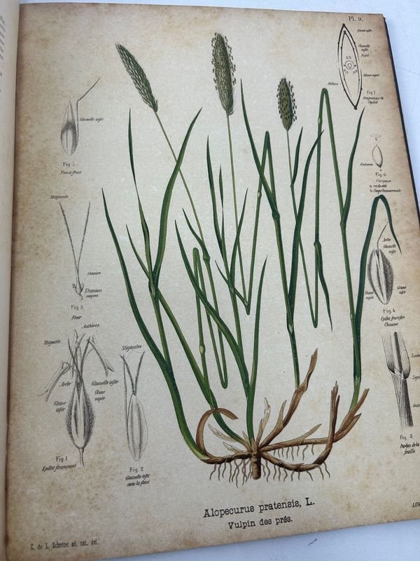 Manual técnico ilustrado de botánica aplicada - imagen 4