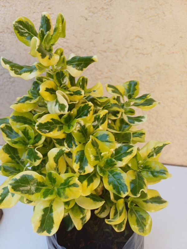 Item 875534 - Image 1