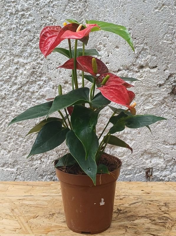 Planta de Anthurio en Maceta - imagen 1