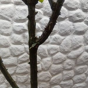 Rosal de Pie con Flores Rosadas y Capullos en Maceta de 2 Litros - imagen 7