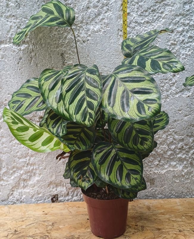 Item 929878 - Image 3