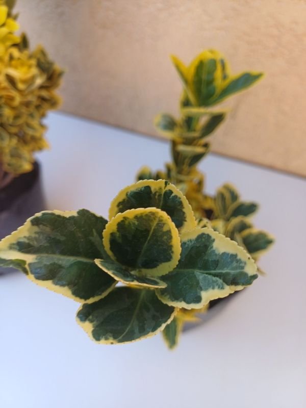 Planta en maceta, excelente condición - imagen 5