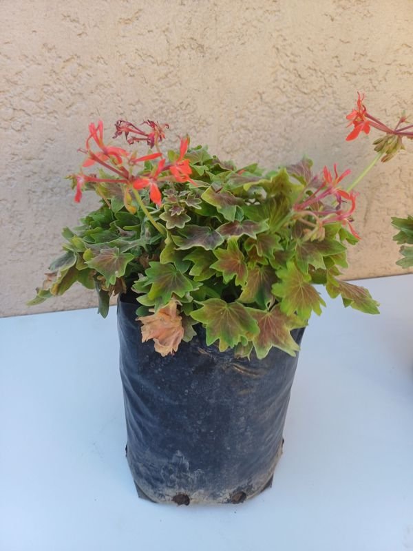 Arreglos de flores en vasos - imagen 6