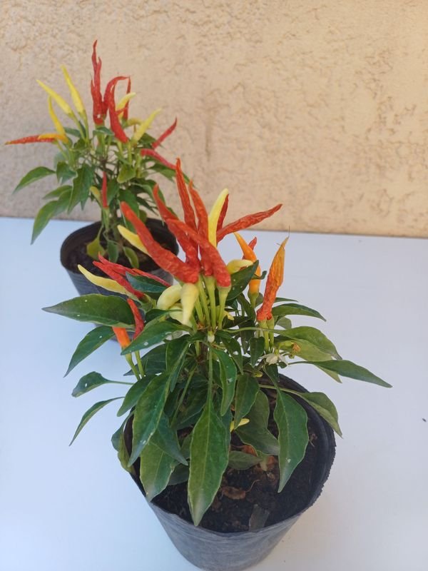 Pimientos de dos colores para jardinería - imagen 5