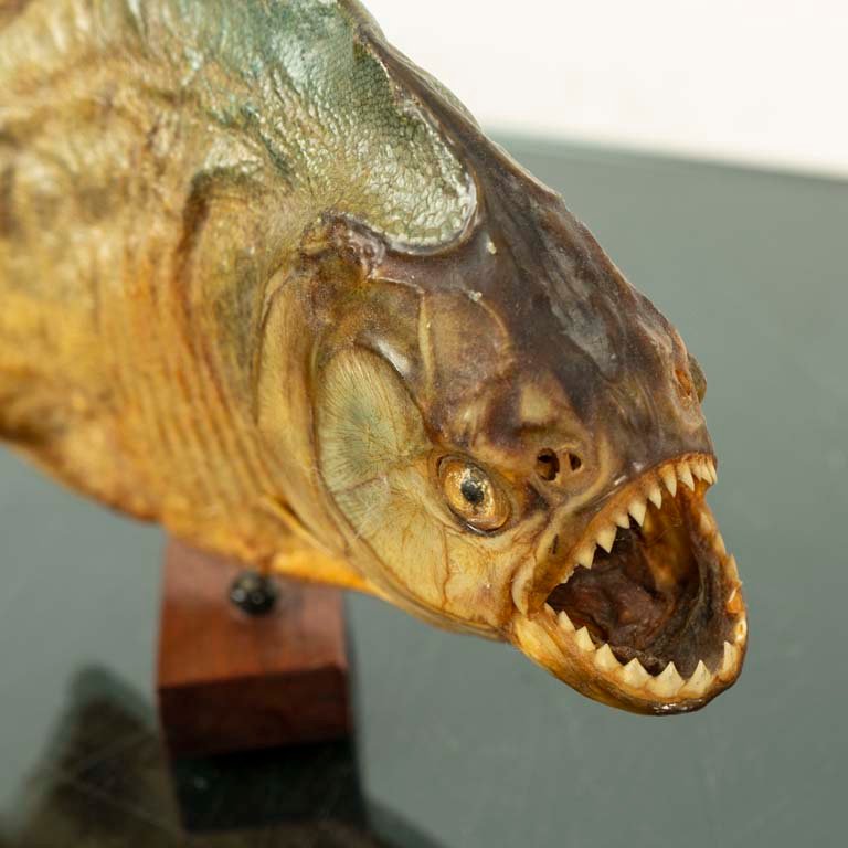 Item 2104013 - Image 1