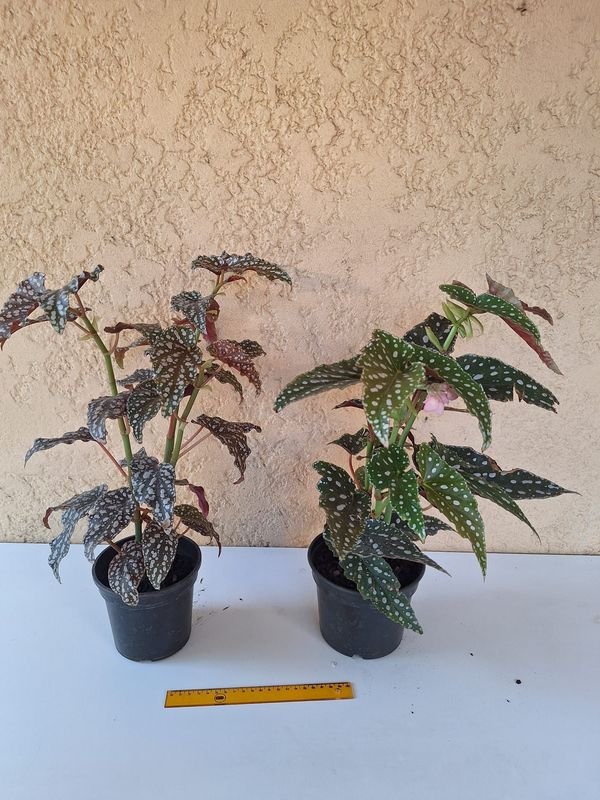 Item 870215 - Image 3