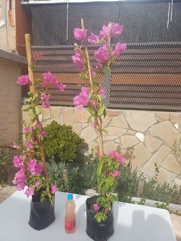 Item 929936 - Image 3