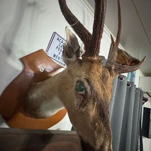 Cabeza de Ciervo Taxidermia Gran Tamaño, Excelente Conservación - imagen 8