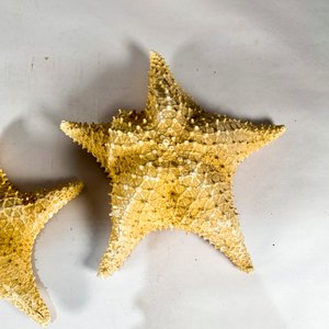 Tres Estrellas de Mar y una Coquilla Decorativa - imagen 3