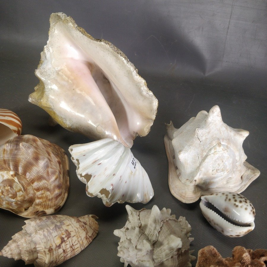 Item 15838 - Image 4