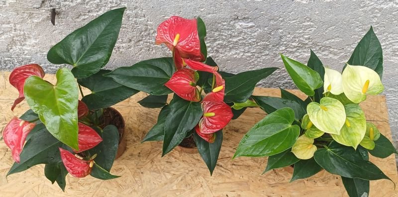 Item 929690 - Image 4