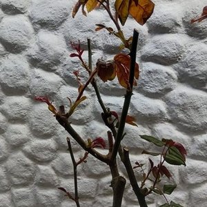 Rosal en Maceta con Flores Rosadas y Botones - imagen 2