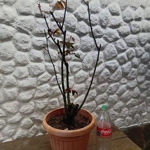 Rosal en Maceta con Flores Rosadas y Botones - imagen 10