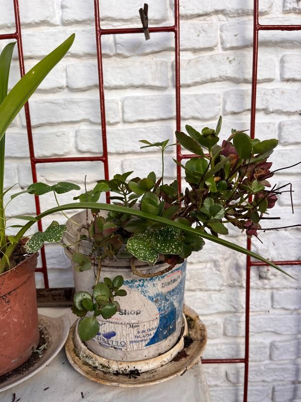 Item 921722 - Image 2