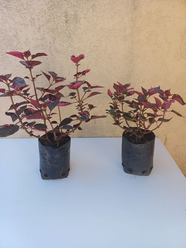 Item 875526 - Image 0