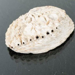Coquilla de Abulón Natural - 15x13 cm - imagen 2